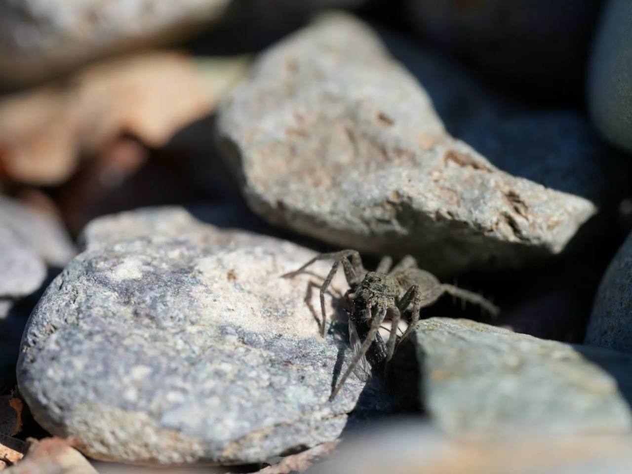 Пауки-волки появились на берегах Телецкого озера Пауки-волки появились на берегах Телецкого озера