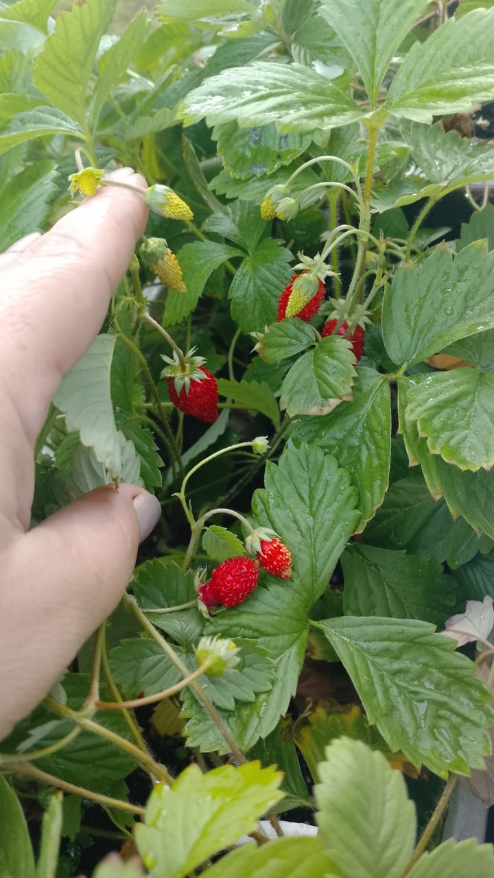 Недавно писали о том, что можно вырастить на подоконнике Недавно писали о том, что можно вырастить на подоконнике