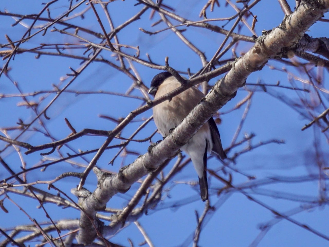 Первые коршуны уже прилетели в Алтайский край Первые коршуны уже прилетели в Алтайский край