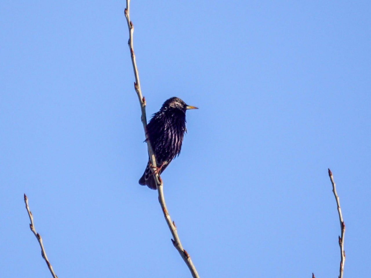 Первые коршуны уже прилетели в Алтайский край Первые коршуны уже прилетели в Алтайский край