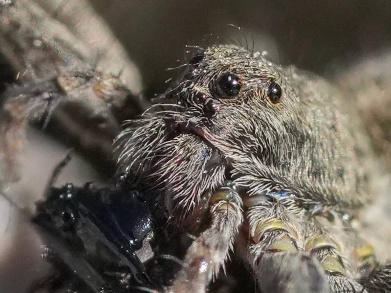 Пауки-волки появились на берегах Телецкого озера