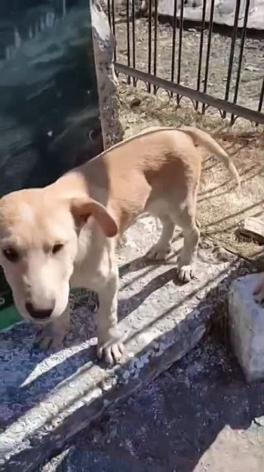 ������� ������, ������� 3 - 4 ������, ���� ������