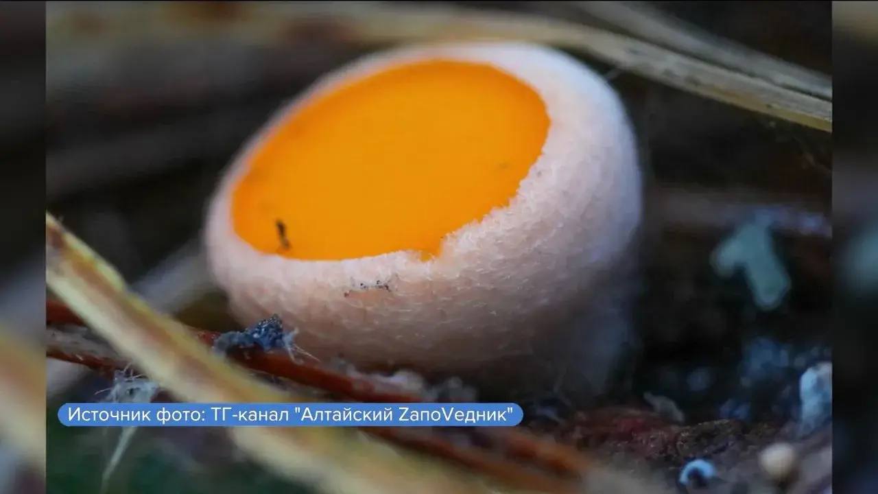В Алтайском биосферном заповеднике обнаружили первые грибы