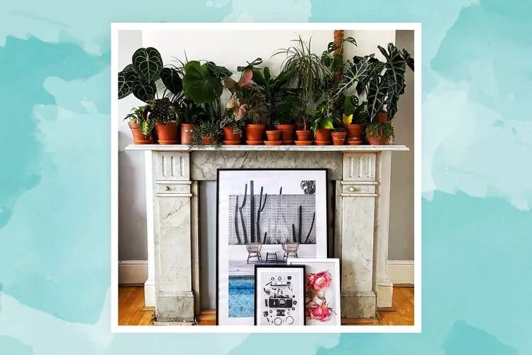 Адаптация комнатных растений: как сделать ваше пространство уютнее