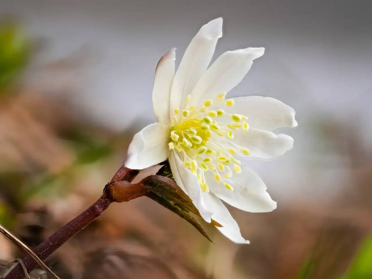 Дивные белые цветы распустились на берегах Телецкого озера