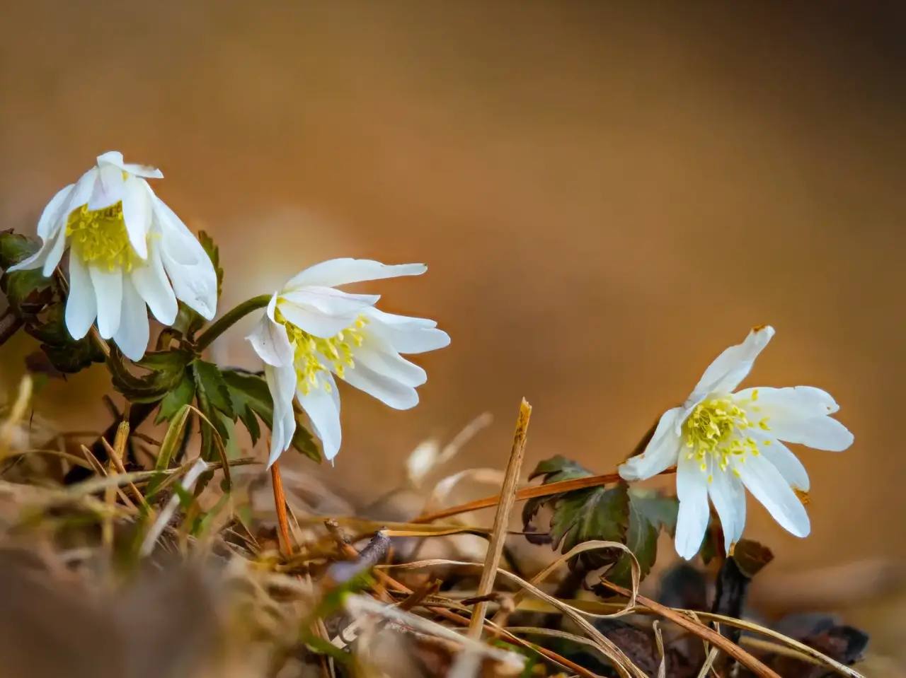 Дивные белые цветы распустились на берегах Телецкого озера Дивные белые цветы распустились на берегах Телецкого озера