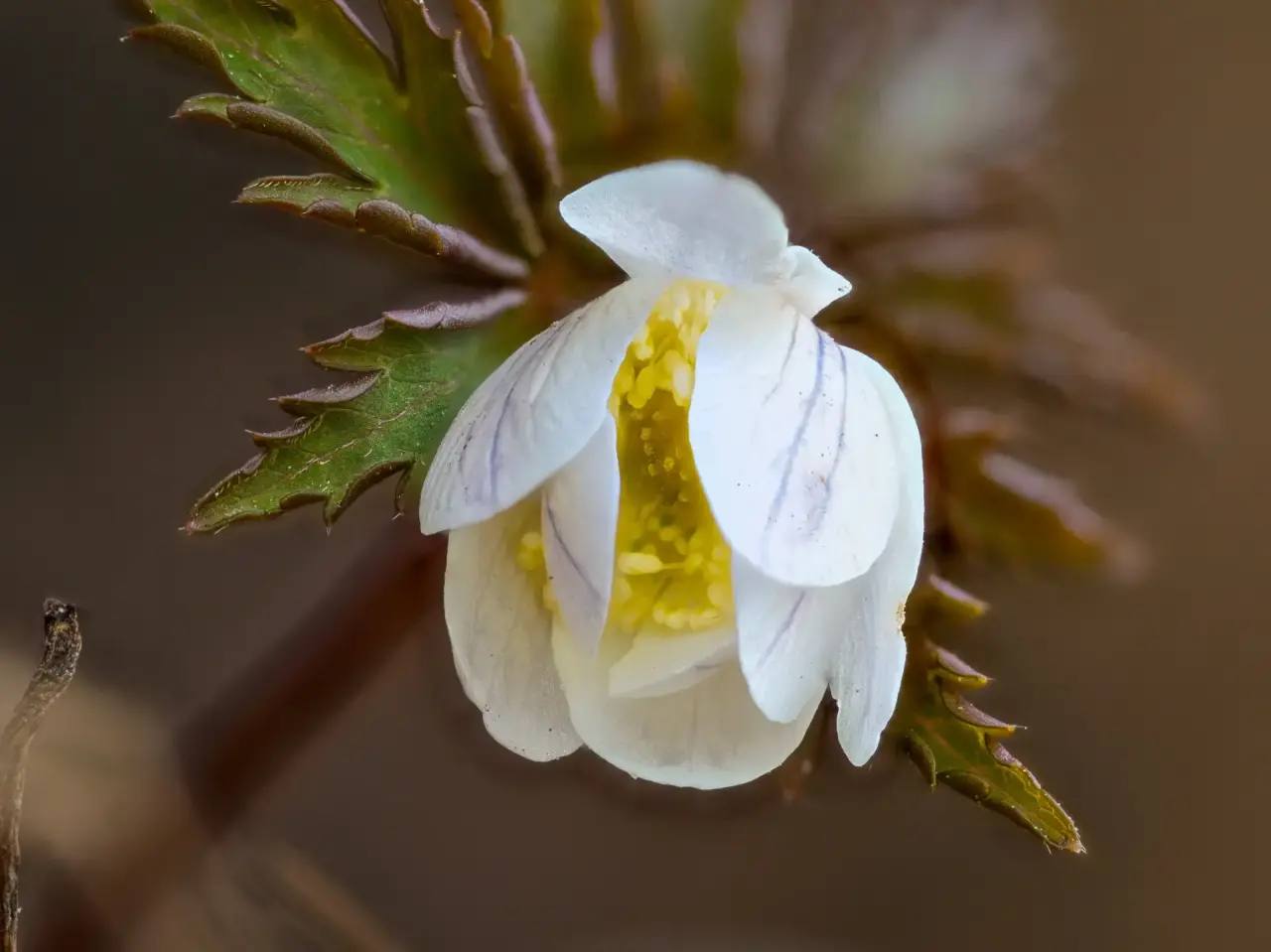 Дивные белые цветы распустились на берегах Телецкого озера Дивные белые цветы распустились на берегах Телецкого озера
