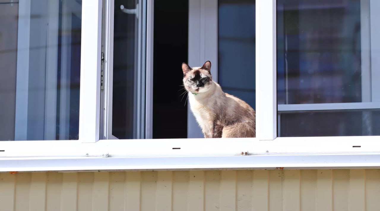 Бийчанка вынесла из магазина 107 упаковок кошачьего корма