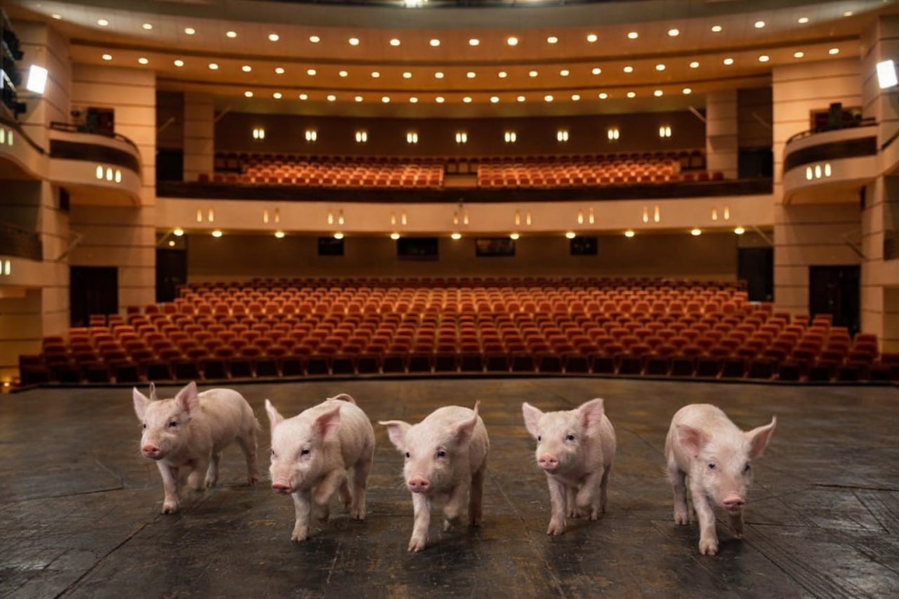 Театр драмы ищет пять молочных поросят