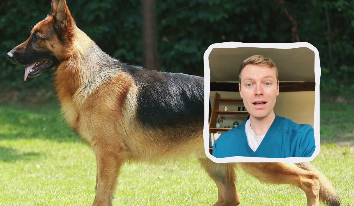 Пять собачьих пород, которых стоит избегать: мнение ветеринара