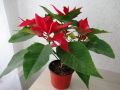 5 секретов ухода за пуансеттией для яркого цветения в вашем доме