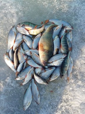 Рыбаки Алтайского края делятся фотографиями улова