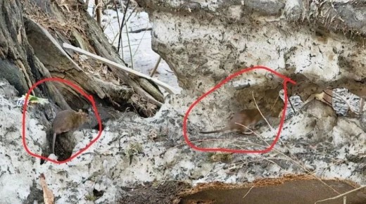 Бийчане просят решить проблему с грызунами