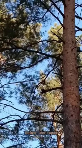 Весенняя песня Дятла и Сосны! Слушайте, внимательно