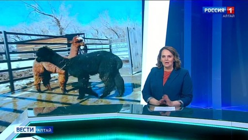 В барнаульском зоопарке альпаки-новосёлы Чили и Вили с большим удовольствием гуляют под весенним солнцем