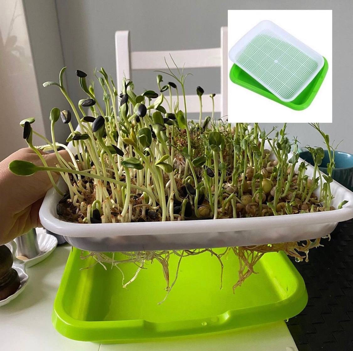 Все о микрозелени: как вырастить ее дома