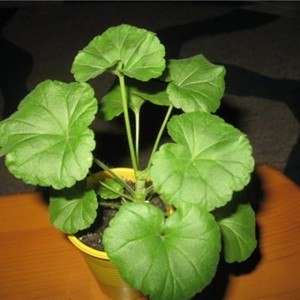 Уникальные черты герани: как правильно ухаживать за любимым растением