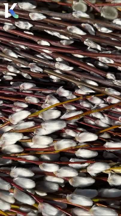 Сегодня православные верующие встретят Вербное воскресенье