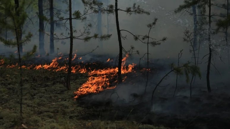 В Алтайском крае объявили сроки начала пожароопасного сезона
