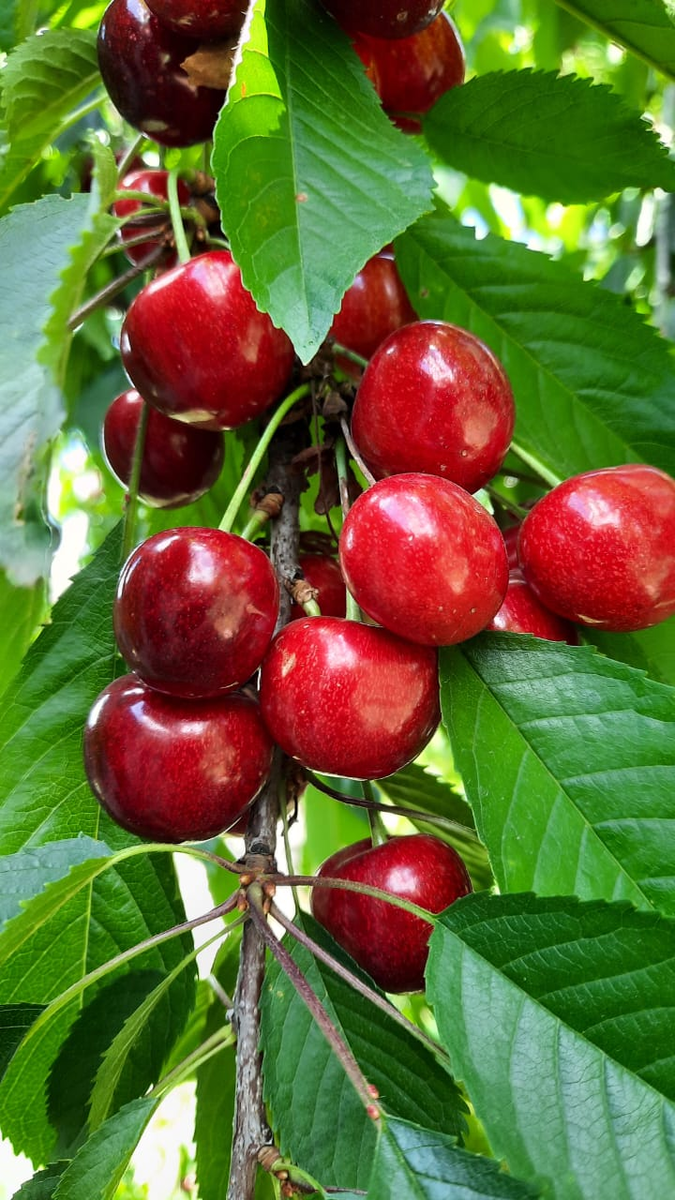 Удивительные факты о черешне: кто выиграл спор с соседом