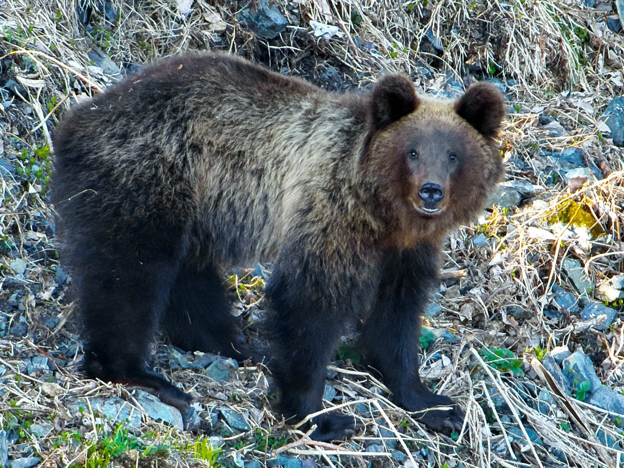 Первые медведи вышли из спячки в Алтайском биосферном заповеднике Первые медведи вышли из спячки в Алтайском биосферном заповеднике