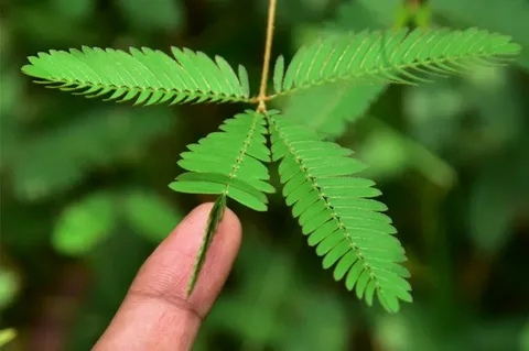 Мимоза стыдливая: загадочная недотрога и её удивительные тайны