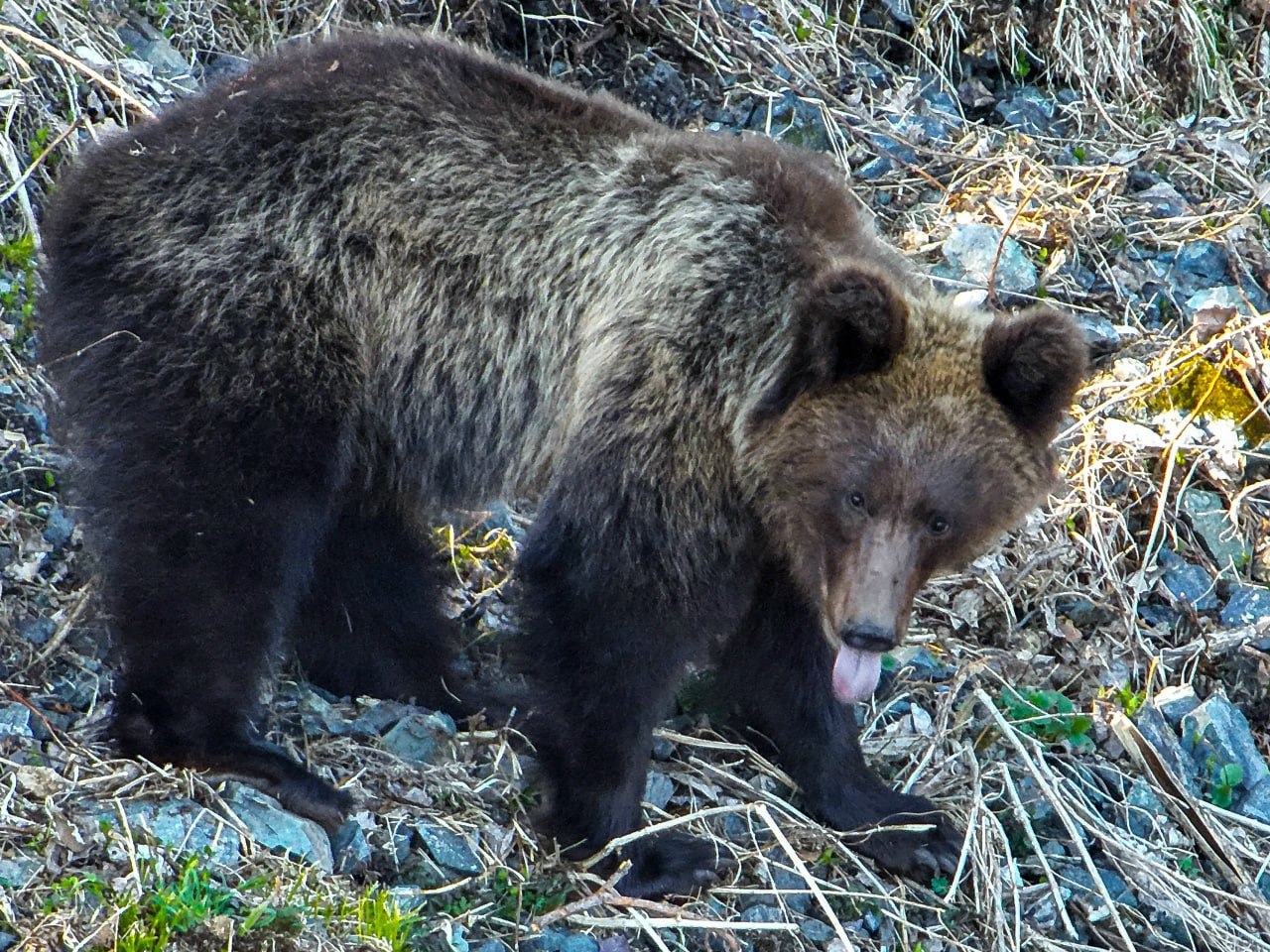 Первые медведи вышли из спячки в Алтайском биосферном заповеднике