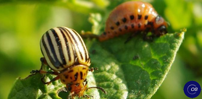 Эффективные народные средства для борьбы с колорадским жуком