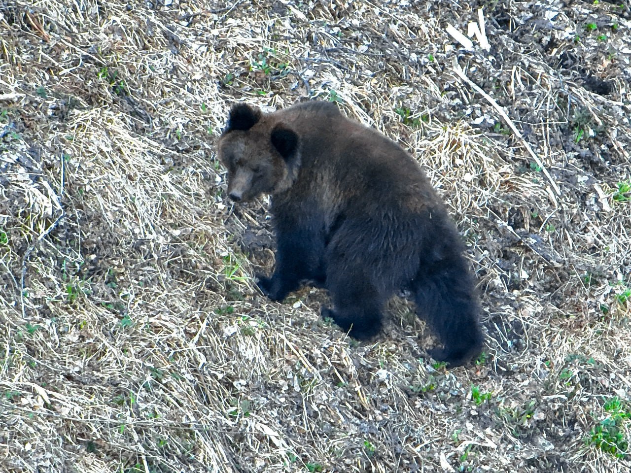 Первые медведи вышли из спячки в Алтайском биосферном заповеднике Первые медведи вышли из спячки в Алтайском биосферном заповеднике
