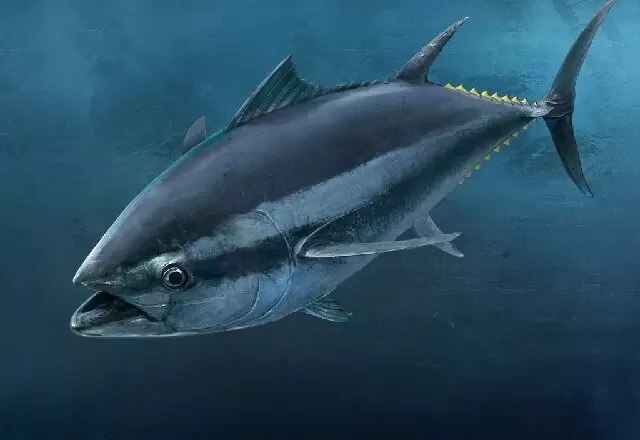 Как выбрать самую полезную рыбу: 7 видов на ваш стол