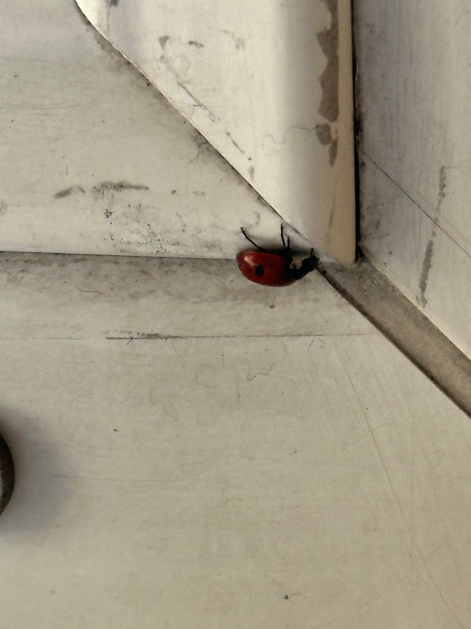 Божьи коровки тоже просыпаются и ползут куда-то по своим божьикоровкиным делам Божьи коровки тоже просыпаются и ползут куда-то по своим божьикоровкиным делам