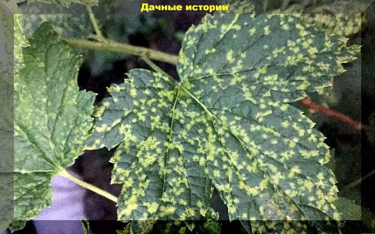 Секреты дачного успеха: ответы на самые актуальные вопросы садоводов