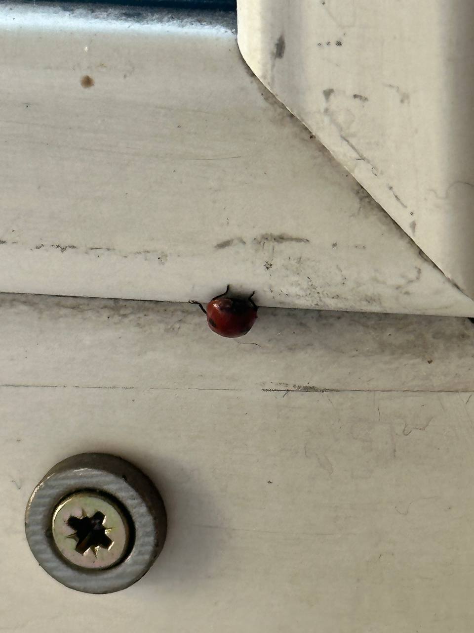 Божьи коровки тоже просыпаются и ползут куда-то по своим божьикоровкиным делам Божьи коровки тоже просыпаются и ползут куда-то по своим божьикоровкиным делам