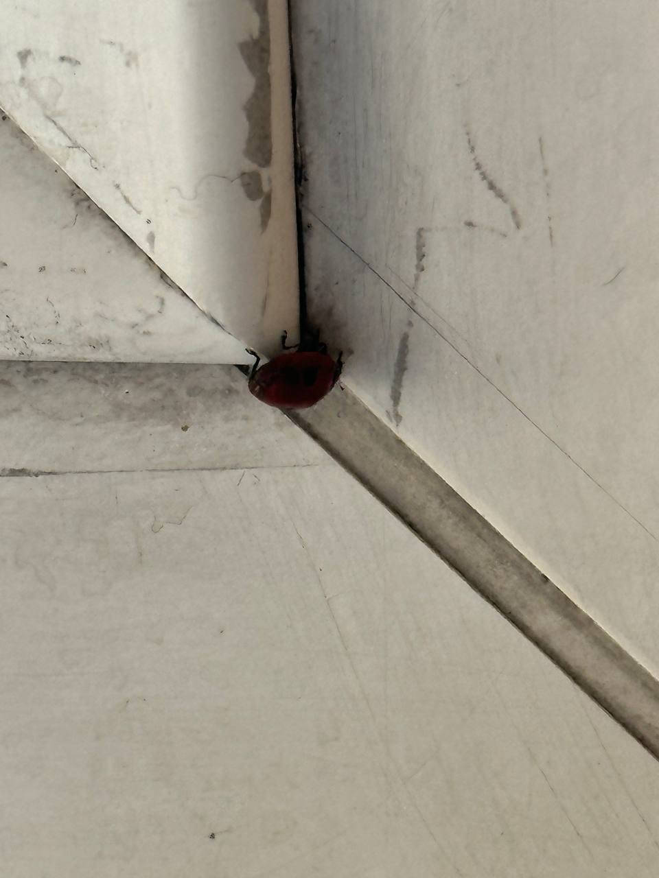 Божьи коровки тоже просыпаются и ползут куда-то по своим божьикоровкиным делам