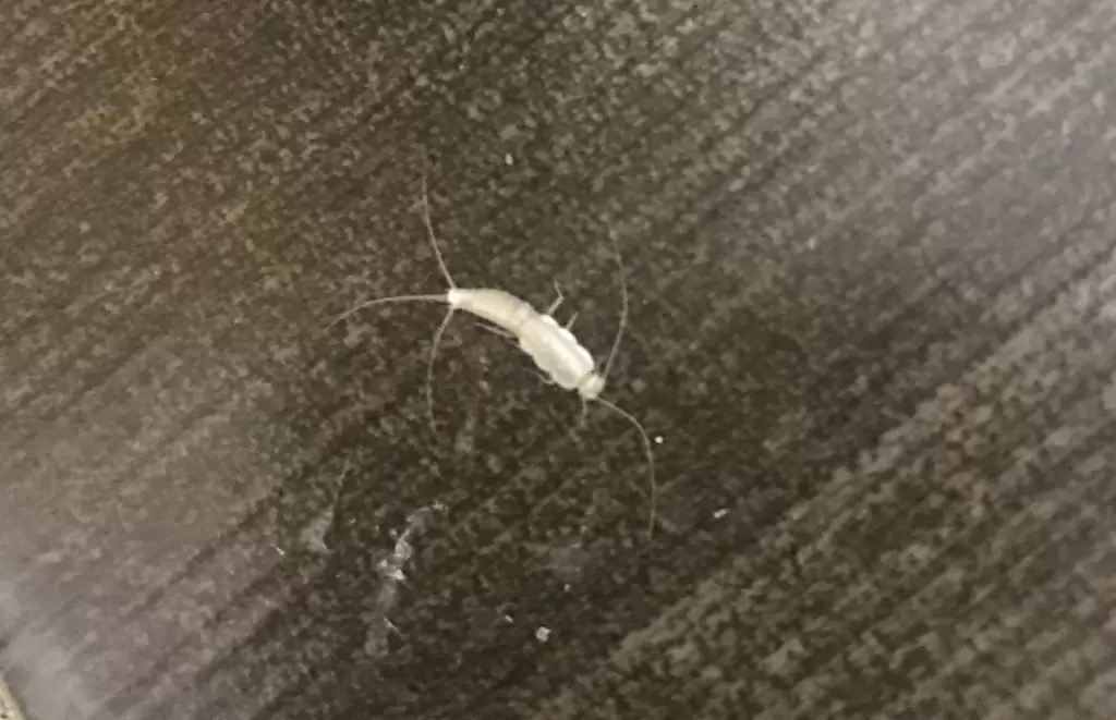 Чешуйницы в квартире: как избавиться от нежеланных соседей