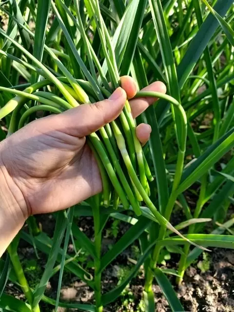 Как правильно удалять стрелки чеснока и ухаживать за растением после этого