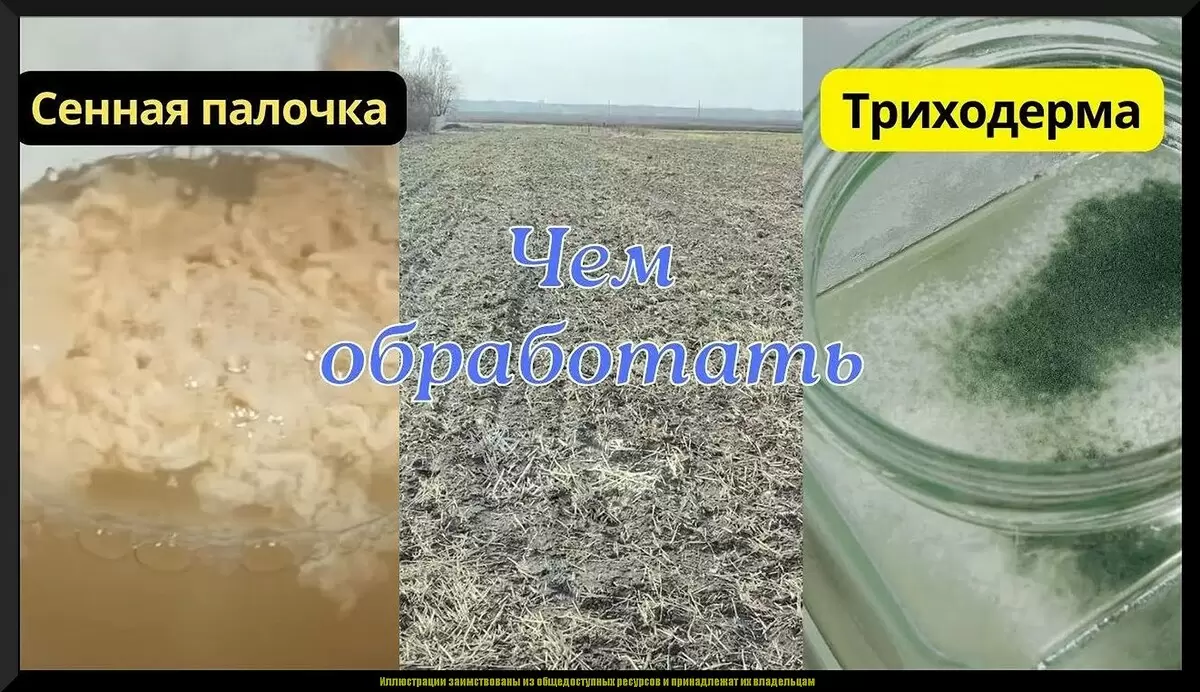 Сенная палочка и триходерма: секреты успешного огородничества