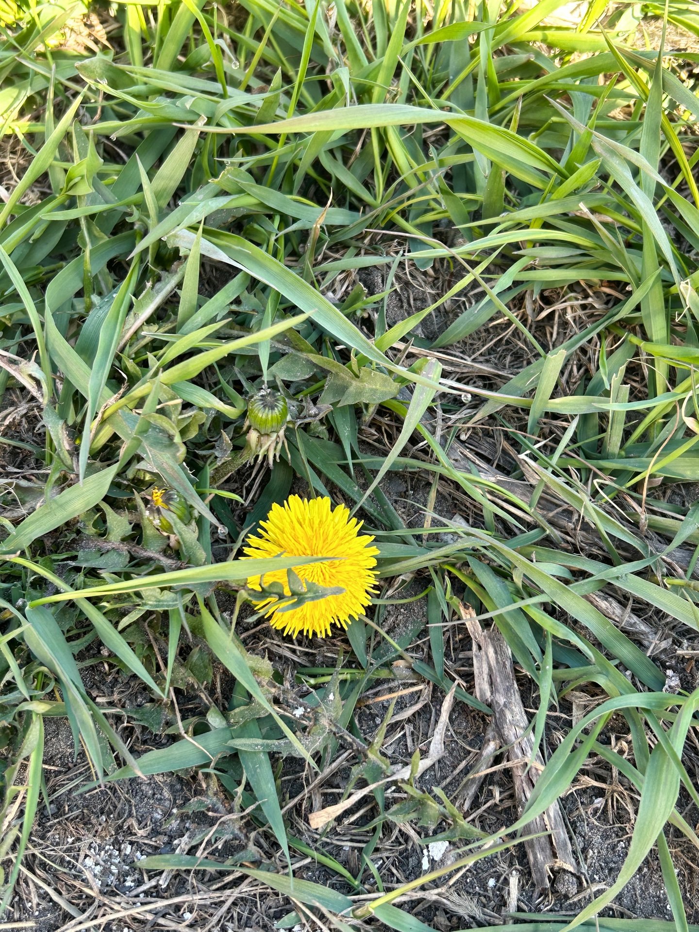 Первые одуванчики заметили в Барнауле