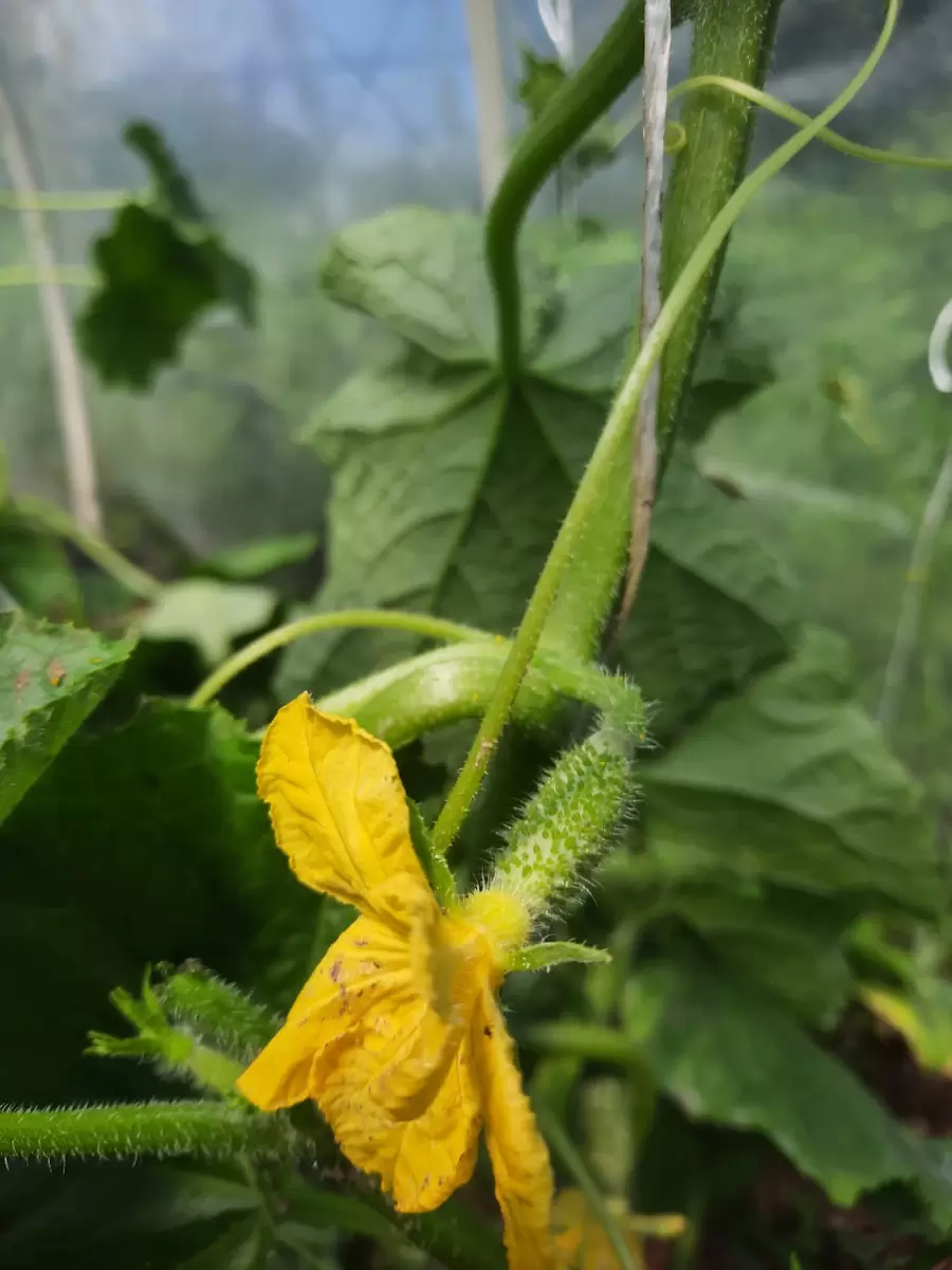 Почему цветки огурцов могут не давать плодов