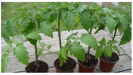 ����������� ������ ��������� ������� ������� ��� �����