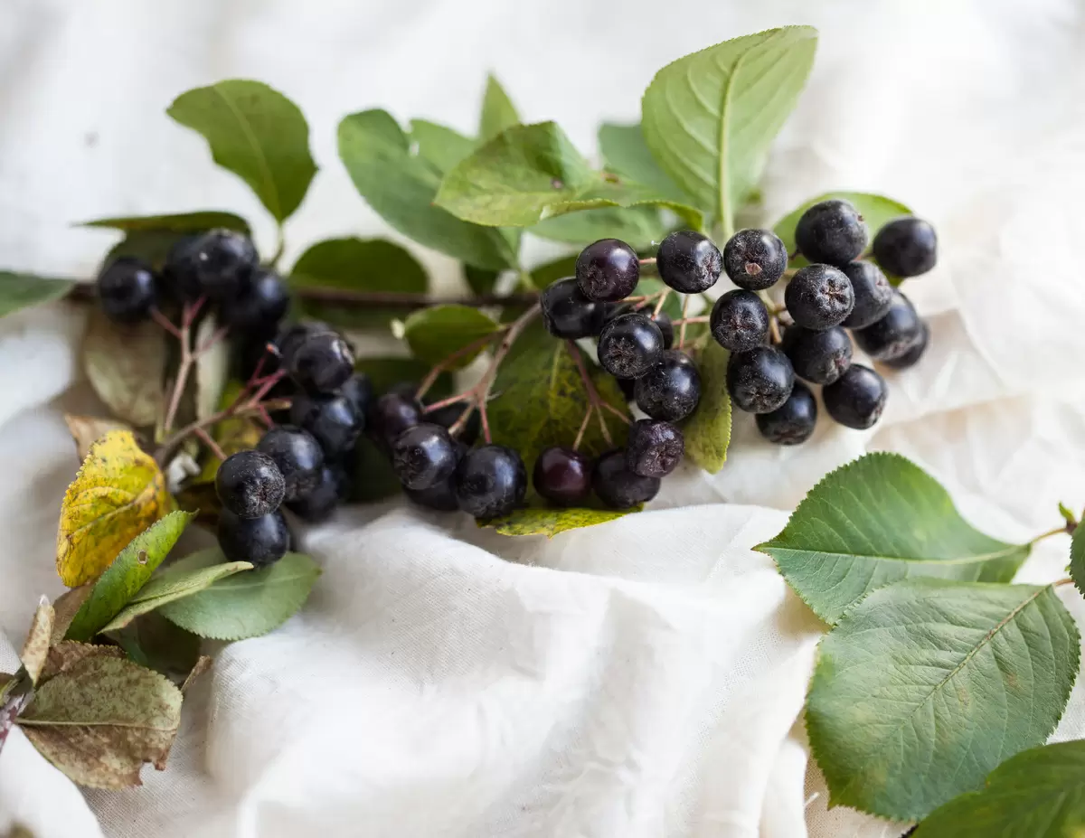 Секреты кулинарии с черноплодной рябиной