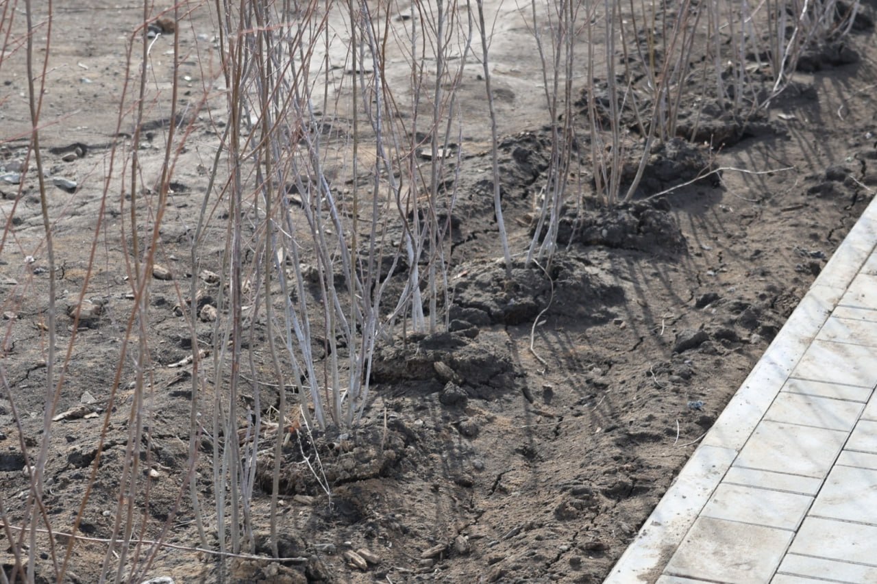 Гаражи, дорожки и елки. Как выглядит территория за ТЦ "Европа" в Барнауле после зимы Гаражи, дорожки и елки. Как выглядит территория за ТЦ "Европа" в Барнауле после зимы