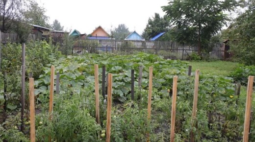 Владельцам дачных участков, на которых разрослись сорняки и высокая трава, грозит административная ответственность