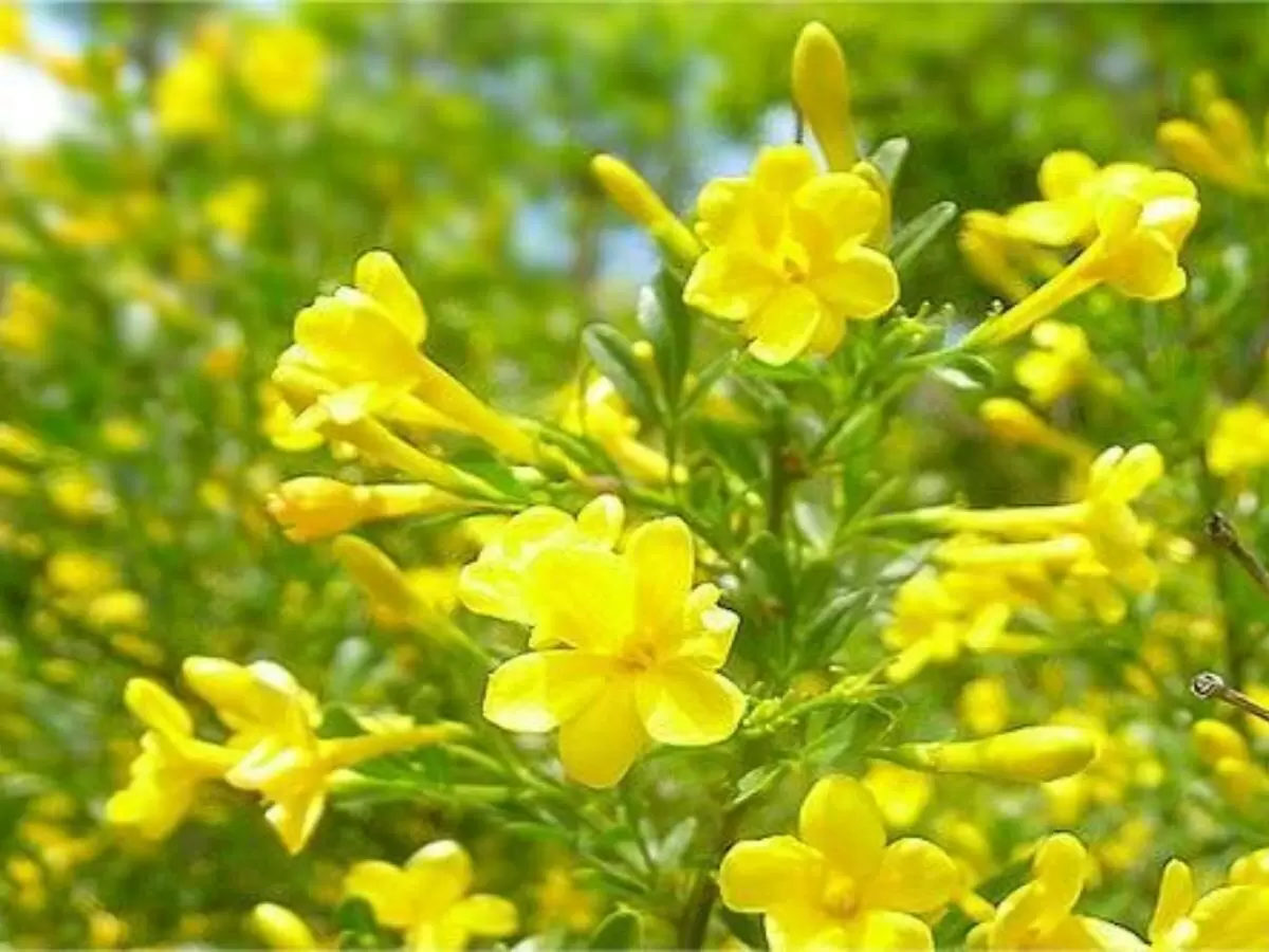 Зимний жасмин: удивительное цветение в сердце зимы