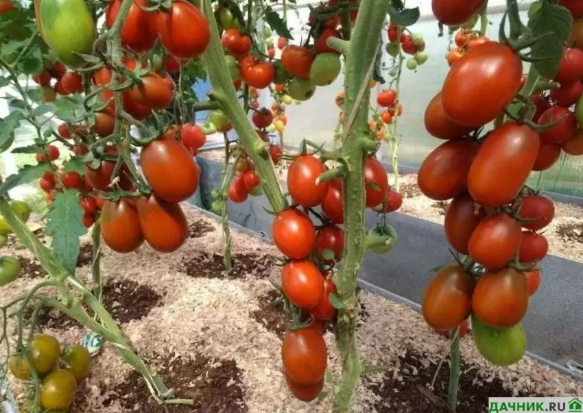 Томат Де Барао царский: идеальный вариант для урожая и заготовок