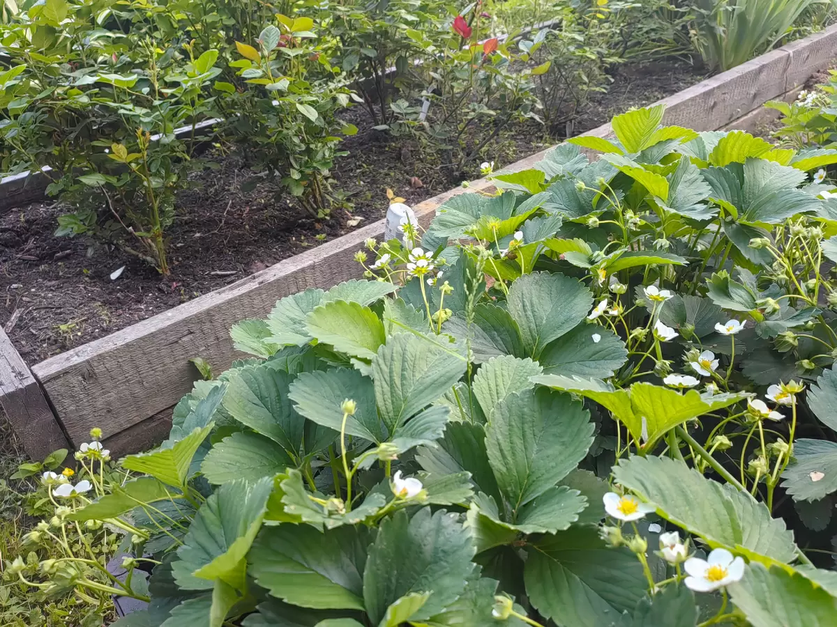 Почему обработка клубники от трипса в апреле не имеет смысла