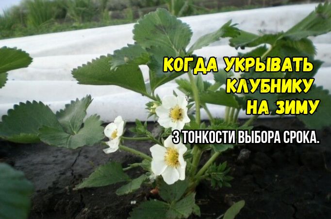��� ��������� �������� �������� �� ����: ��� �������� �������