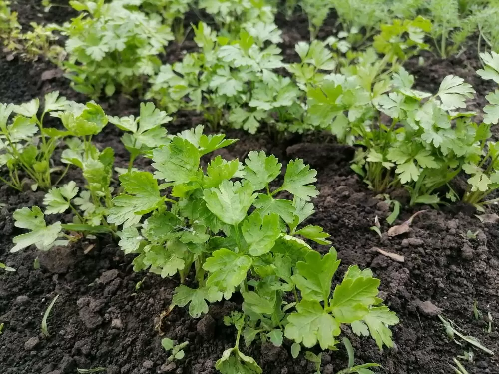Секреты успешного выращивания петрушки: что нужно знать садоводу