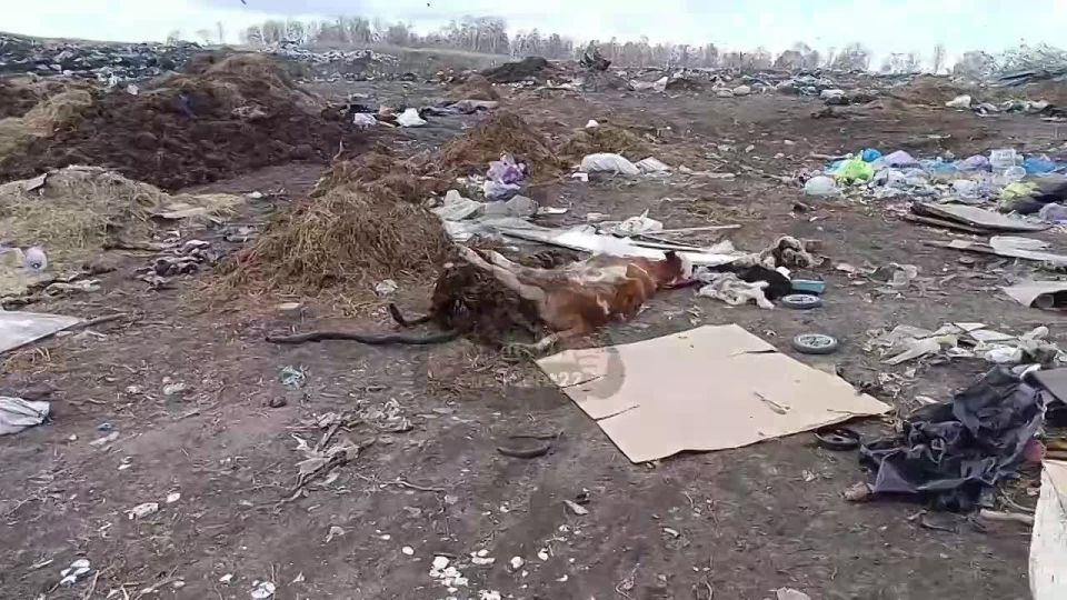 ��� ��������� ���������� ������ � ������ ����� � �����