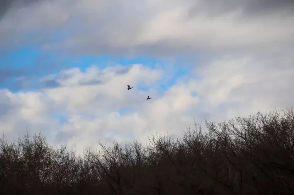 Лед и пернатые разведчики. Как "просыпается" озеро с уточками в новостройках Барнаула Лед и пернатые разведчики. Как "просыпается" озеро с уточками в новостройках Барнаула